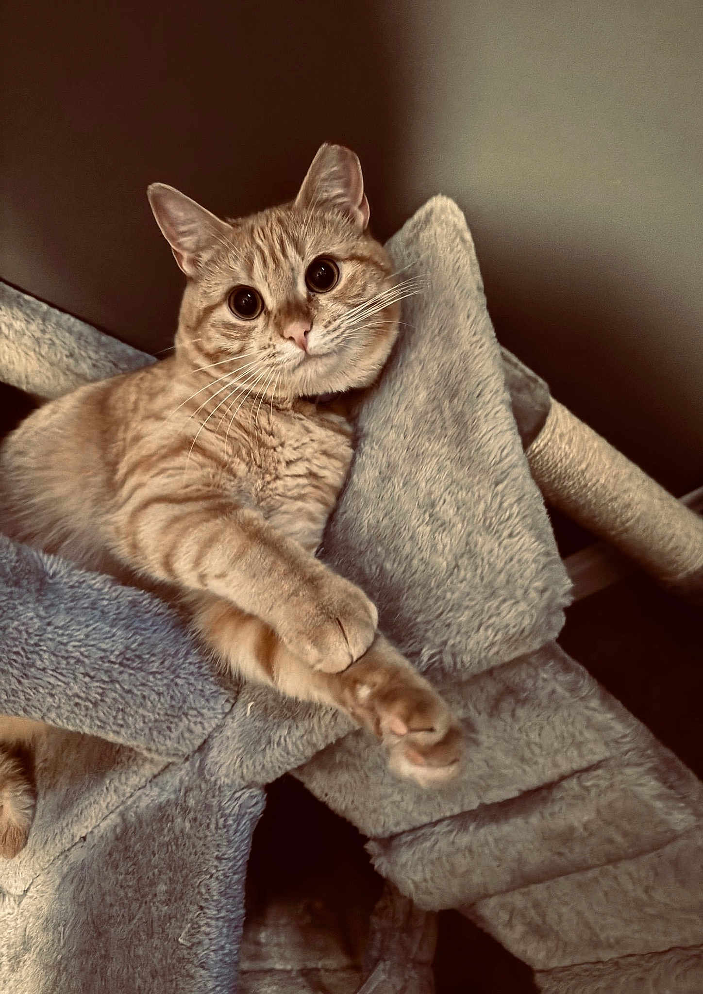 Nala