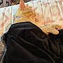 cat, orange_cat, sleeping, blanket, bed, cozy, indoor, pet, fur, resting, comfort, nap, purple_collar, wood_floor, home, furniture, quiet, relaxation, cute, animal
