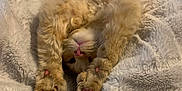 Mr.man joined the competition — help win amazing prizes! cat, ginger_cat, fluffy, stretching, paws, pink_pads, blanket, cozy, soft, cute, pet, feline, animal, relaxing, sleepy, indoor, fur, whiskers, claws, resting
