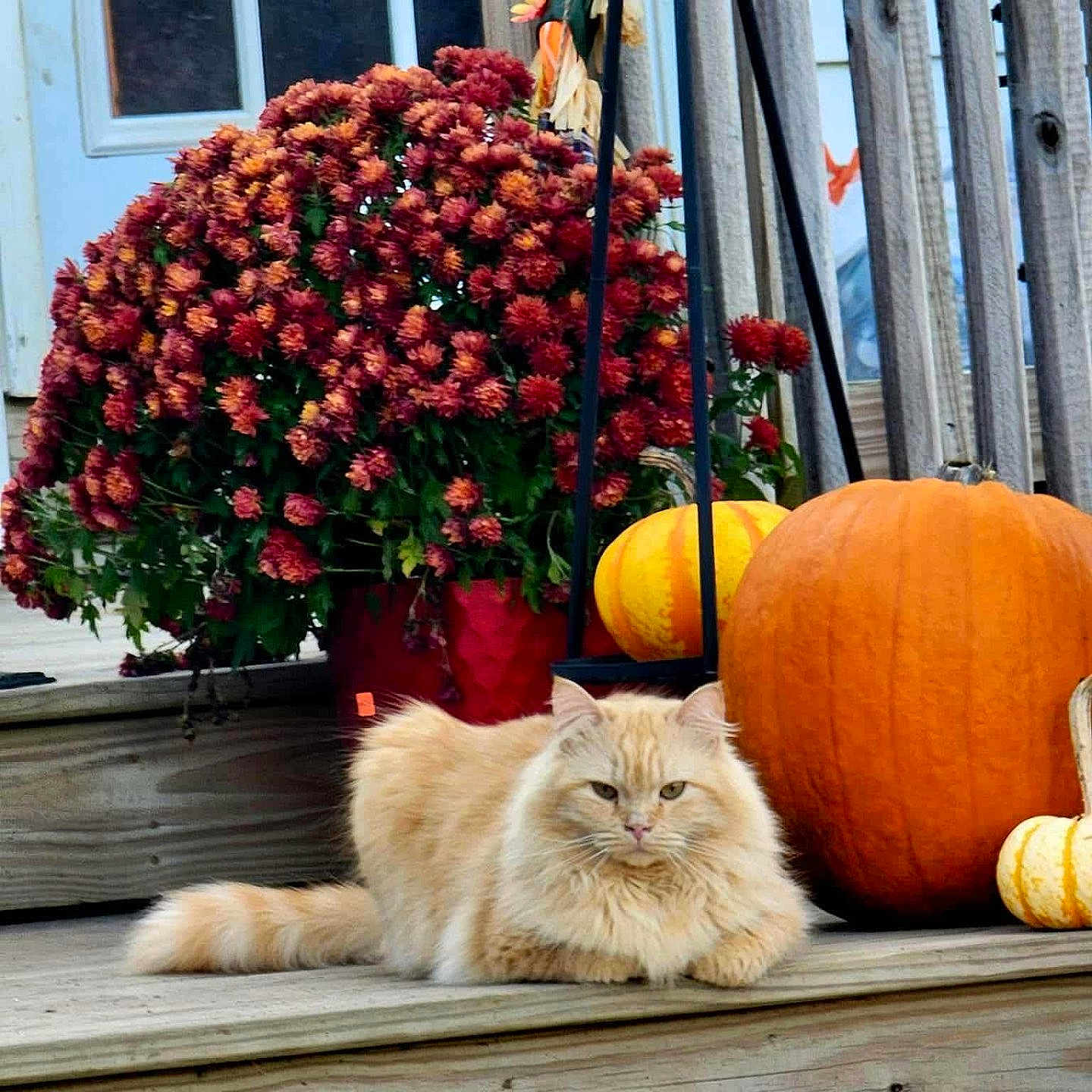 Mr.man joined the competition — help win amazing prizes! autumn, cat, chrysanthemums, daylight, decorations, fall, flowers, fluffy_cat, garden, nature, orange_cat, outdoor, pet, plant_pot, porch, pumpkin, relaxed, small_pumpkin, wooden_steps, yellow_pumpkin