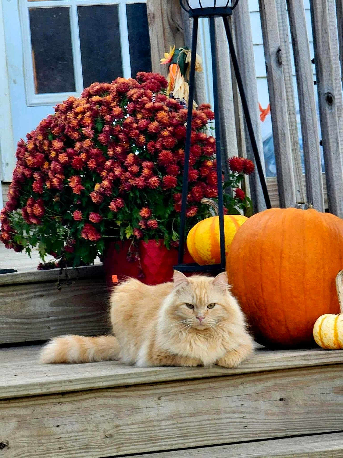 Mr.man joined the competition — help win amazing prizes! cat, orange_cat, fluffy_cat, pumpkin, yellow_pumpkin, small_pumpkin, chrysanthemums, flowers, wooden_steps, outdoor, fall, autumn, plant_pot, decorations, porch, relaxed, pet, nature, daylight, garden