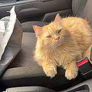 Mr.man joined the competition — help win amazing prizes! cat, orange_cat, fluffy_cat, car_interior, car_seat, handbrake, water_bottle, can, pet, animal, relaxed, seatbelt_buckle, door_panel, window, domestic_cat, feline, resting, casual, indoor, transportation