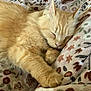 Mr.man joined the competition — help win amazing prizes! cat, sleeping, ginger_cat, fur, paw, blanket, patterned_blanket, cozy, indoor, rest, cute, pet, animal, relaxation, whiskers, feline, soft, nap, comfort, peaceful