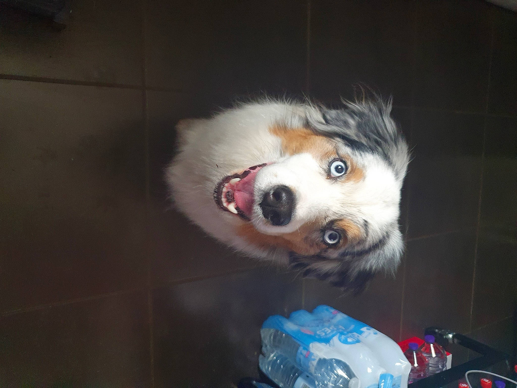 Roxy participe au concours pour gagner de l'argent avec cette photo : automotive_fog_light, canidae, carnivore, companion_dog, dog, dog_breed, dog_supply, electric_blue, fang, fur, hood, snout, spitz, sporting_group, terrestrial_animal, toy_dog, whiskers, wildlife, working_animal, working_dog