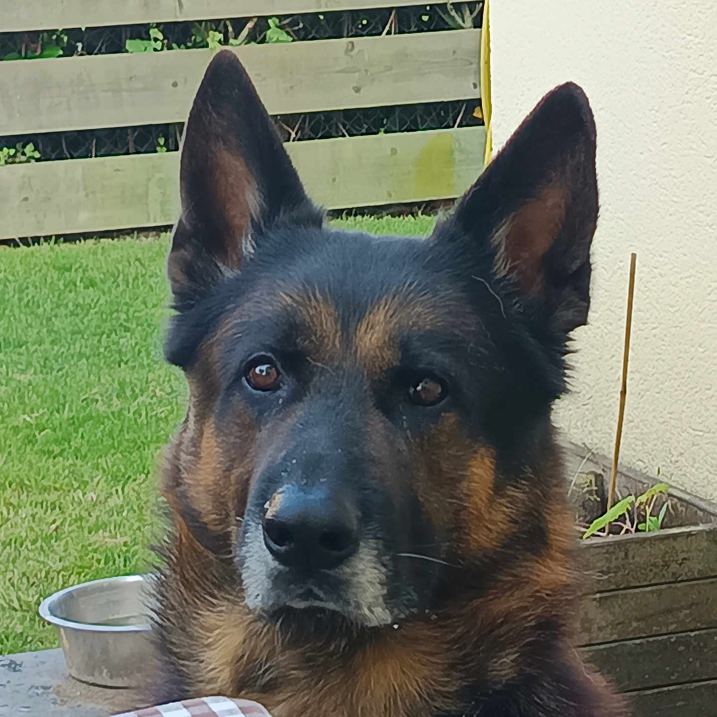 Névac participe au concours pour gagner de l'argent avec cette photo : alert, animal, black, brown, canine, collar, dog, domestic_animal, ears, face, fence, garden, german_shepherd, grass, guard_dog, outdoor, pet, portrait, tablecloth, water_bowl