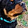 Berlioz