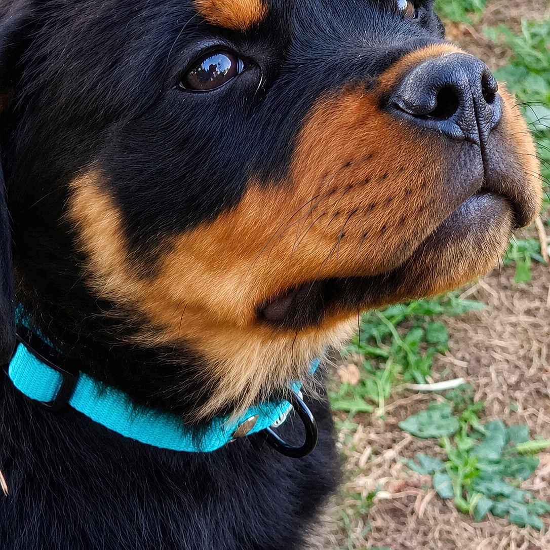 Berlioz