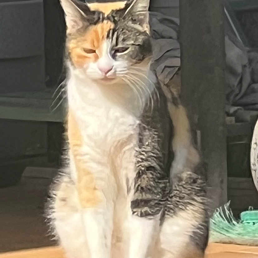 Mimine participe au concours pour gagner de l'argent avec cette photo : abyssinian, angora, animal, architecture, art, building, cat, collage, doctor, hardwood, house, housing, kitten, manx, pet, plywood, porch, siamese, text, wood