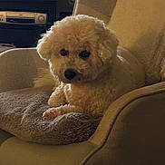 Tomy a rejoint le concours — aidez-le/la à gagner de superbes lots ! dog, chair, blanket, indoor, pet, fur, cozy, living_room, cushion, curious, brown, small_dog, furniture, relaxing, domestic_animal, companion, cute, home, resting, animal