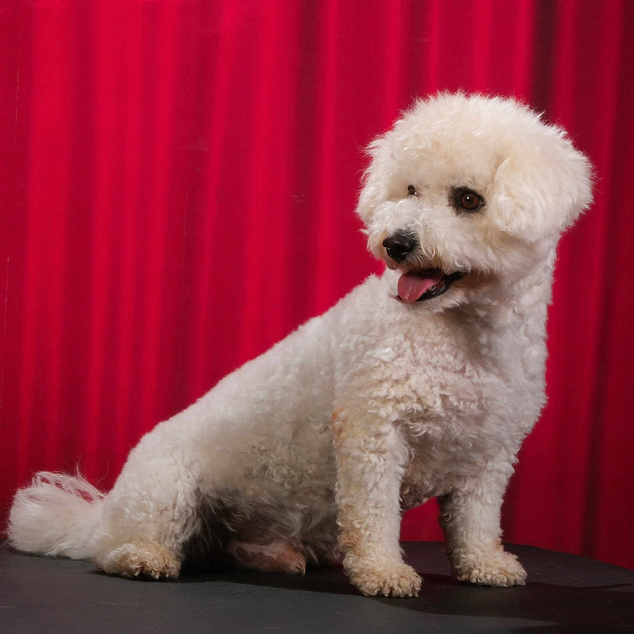 Tomy a rejoint le concours — aidez-le/la à gagner de superbes lots ! dog, white_dog, curly_fur, pet, studio, red_curtain, portrait, animal, fluffy, cute, tongue_out, indoor, black_surface, sitting, companion, friendly, domestic_animal, small_dog, purebred, well_groomed
