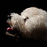 dog, white, curly_fur, tongue_out, profile, pet, animal, closeup, black_background, happy, portrait, fluffy, muzzle, canine, fur, studio, lighting, cute, domestic_animal, side_view
