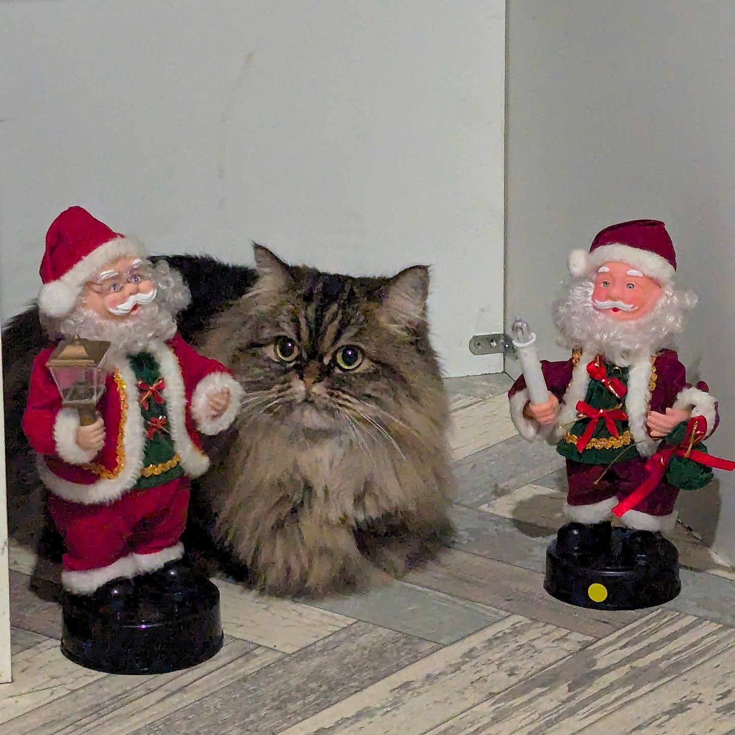 Tequila a rejoint le concours — aidez-le/la à gagner de superbes lots ! animal, baby, cap, cat, clothing, doll, elf, face, figurine, flower, flowerarrangement, hat, head, kitten, manx, person, pet, plant, toy, wood