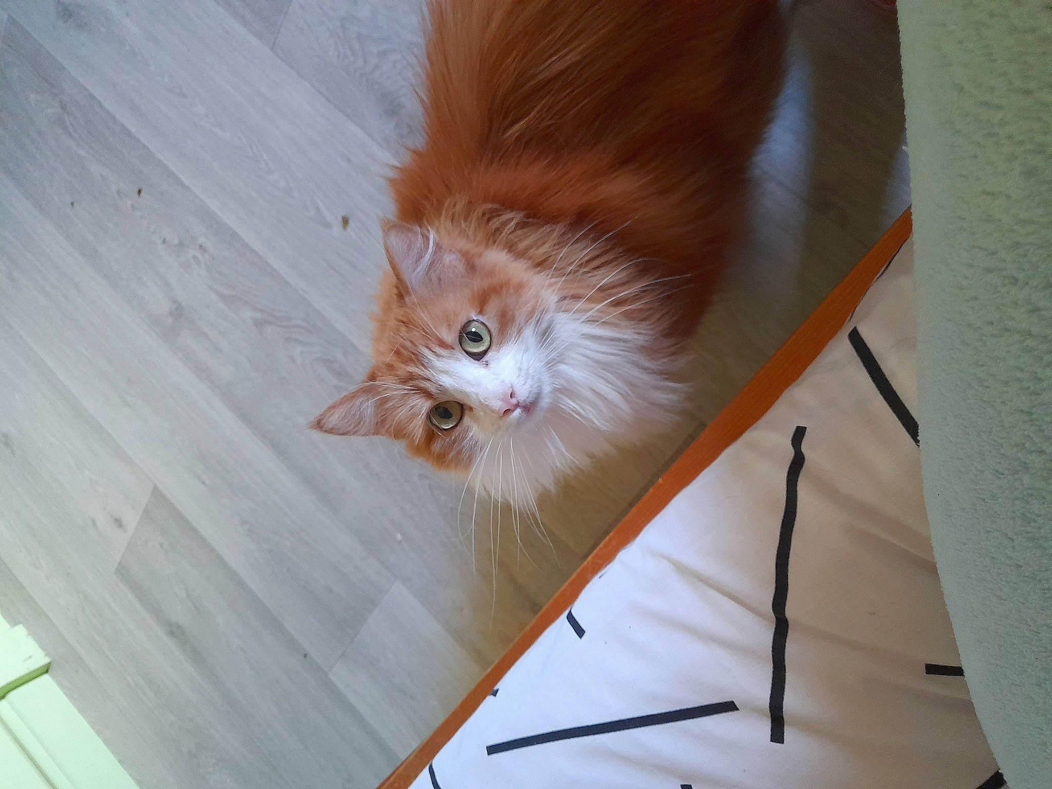 Peach a rejoint le concours — aidez-le/la à gagner de superbes lots ! box, carnivore, cat, companion_dog, fawn, felidae, flooring, fur, hardwood, pencil, plywood, room, small_to_medium_sized_cats, snout, tail, varnish, whiskers, window, wood, wood_stain