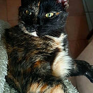 Shenzi participe au concours pour gagner de l'argent avec cette photo : cat, tortoiseshell, pet, animal, feline, fur, indoor, blanket, cozy, relaxing, closeup, green_eyes, whiskers, paw, cute, domestic, mammal, sleepy, resting, soft