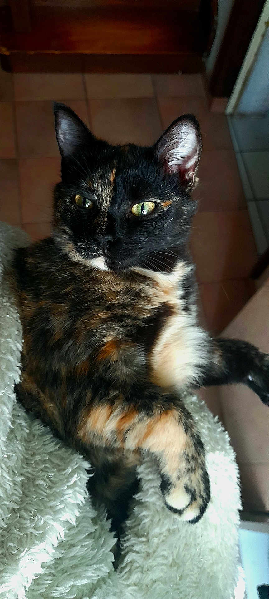 Shenzi participe au concours pour gagner de l'argent avec cette photo : cat, tortoiseshell, pet, animal, feline, fur, indoor, blanket, cozy, relaxing, closeup, green_eyes, whiskers, paw, cute, domestic, mammal, sleepy, resting, soft