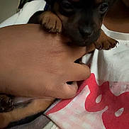 Bookie joined the competition — help win amazing prizes! puppy, dog, black_and_tan, small_dog, animal, pet, cute, adorable, floppy_ears, paws, snout, brown_markings, being_held, person, arm, pink_shirt, indoor, close_up, portrait, cuddling
