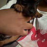 puppy, dog, black_and_tan, small_dog, animal, pet, cute, adorable, floppy_ears, paws, snout, brown_markings, being_held, person, arm, pink_shirt, indoor, close_up, portrait, cuddling