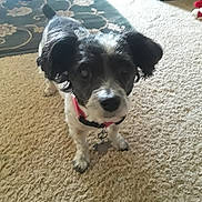 Lilly joined the competition — help win amazing prizes! carnivoran, dog, dog_breed, dog_breed_group, dog_like_mammal, havanese, miniature_schnauzer, schnoodle, snout, terrier