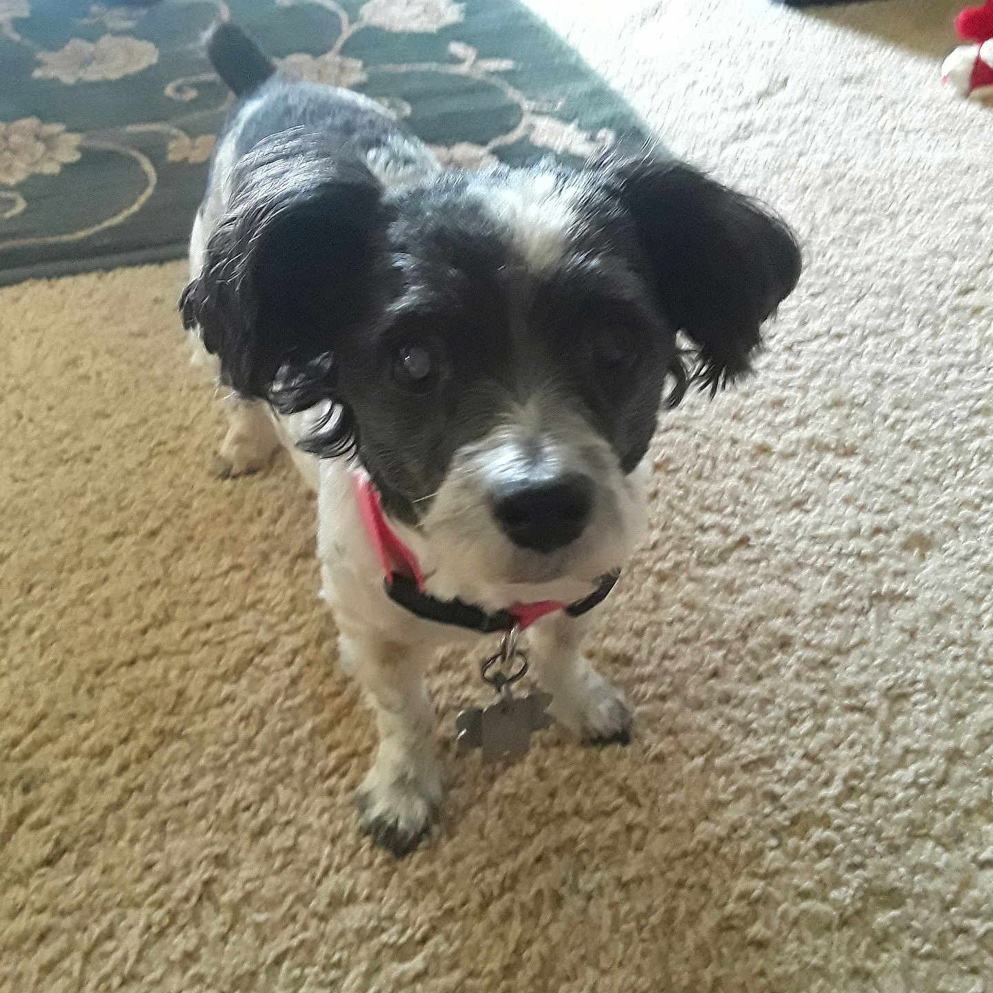 Lilly