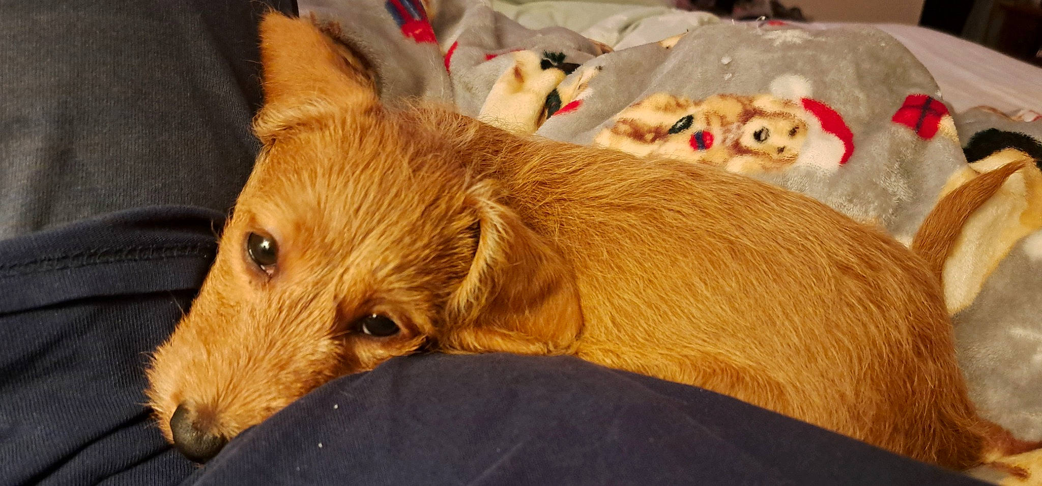 Scooby joined the competition — help win amazing prizes! canidae, carnivore, comfort, companion_dog, couch, dog, dog_breed, dog_supply, fawn, flooring, fur, liver, mammal, snout, sporting_group, terrestrial_animal, whiskers, wood