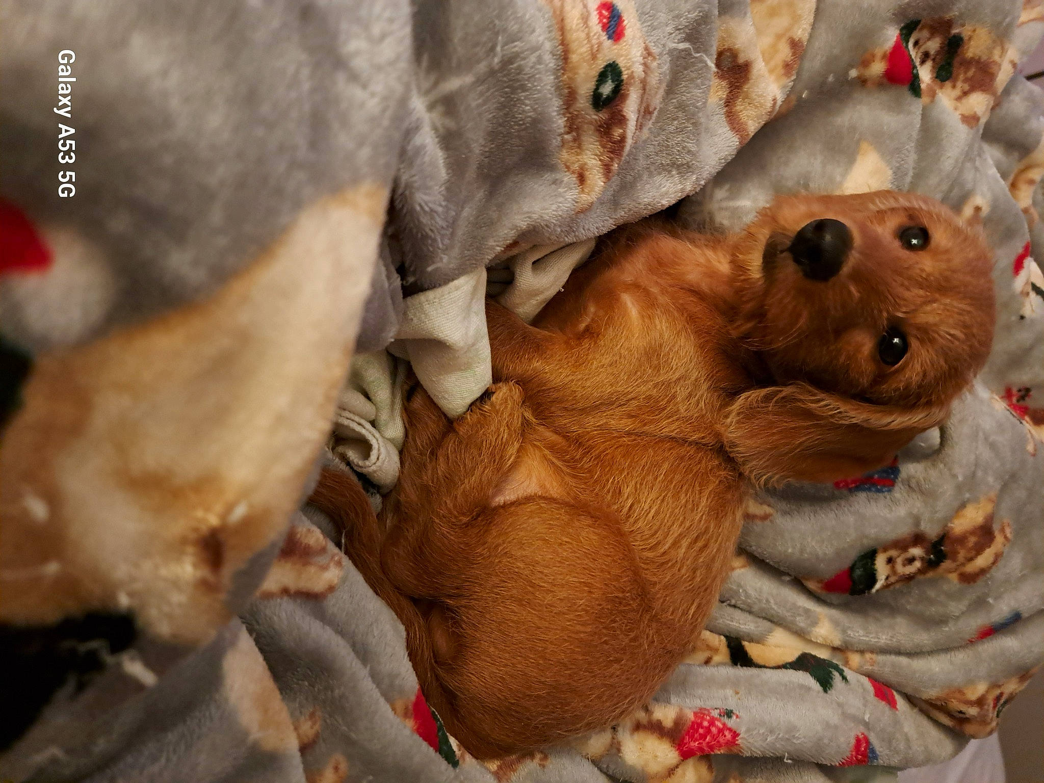 Scooby is registered to the contest to win money with this photo: art, canidae, dog, dog_breed, fawn, landscape, liver, livestock, organism, plant, rock, snout, sporting_group, terrestrial_animal, tree, wildlife, working_animal, wrinkle