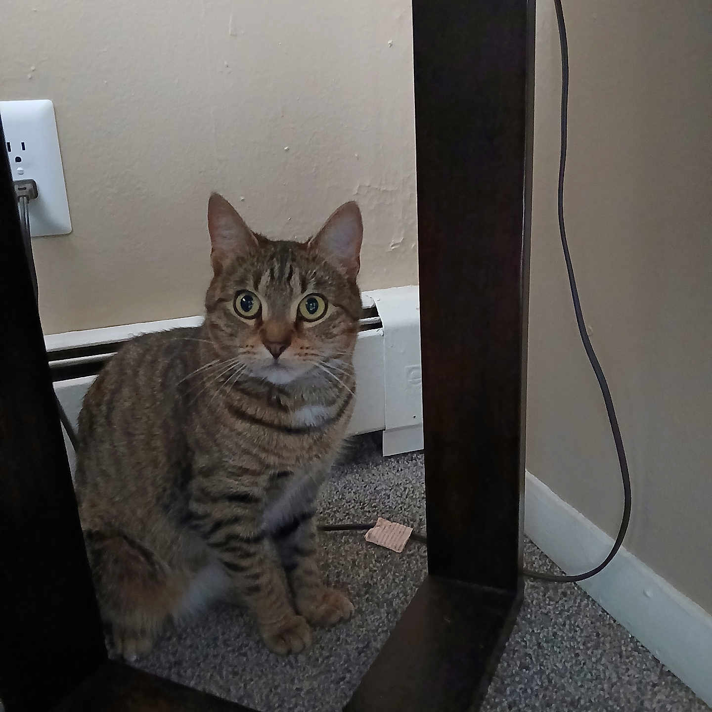 Whitty joined the competition — help win amazing prizes! animal, baseboard, carpet, cat, cord, curious, domestic, ears, feline, floor, fur, indoor, pet, power_outlet, sitting, tabby, wall, whiskers, wide_eyes, wooden_frame