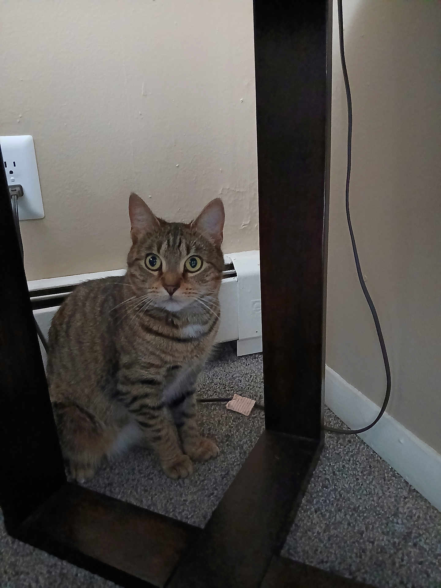 Whitty joined the competition — help win amazing prizes! animal, baseboard, carpet, cat, cord, curious, domestic, ears, feline, floor, fur, indoor, pet, power_outlet, sitting, tabby, wall, whiskers, wide_eyes, wooden_frame