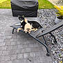 Ice participe au concours pour gagner de l'argent avec cette photo : dog, dogs, outdoor, lounge_chair, backyard, grass, garden, stone_path, barbecue_grill, black_dog, white_dog, fluffy_dog, pet, animal, sunlight, fence, potted_plant, relaxation, summer, playful