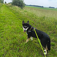 Ice participe au concours pour gagner de l'argent avec cette photo : dog, leash, harness, grass, field, outdoor, nature, sky, cloudy, greenery, walking, canine, animal, pet, ears, tongue, blue_eyes, path, bush, summer