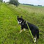 dog, leash, harness, grass, field, outdoor, nature, sky, cloudy, greenery, walking, canine, animal, pet, ears, tongue, blue_eyes, path, bush, summer