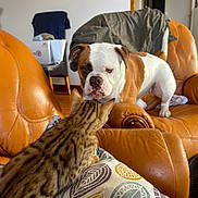 Ursula a rejoint le concours — aidez-le/la à gagner de superbes lots ! animal, brown, bulldog, cat, companion, curious, cushion, dog, domestic, faceoff, furniture, home, indoor, leather_chair, living_room, orange, pet, spotted_cat, standoff, white