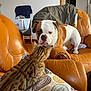 animal, brown, bulldog, cat, companion, curious, cushion, dog, domestic, faceoff, furniture, home, indoor, leather_chair, living_room, orange, pet, spotted_cat, standoff, white