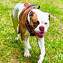 Ursula participe au concours pour gagner de l'argent avec cette photo : animal, brown_and_white, bulldog, canine, closeup, cute, daylight, dog, friendly, grass, grass_field, harness, mammal, nature, outdoor, pet, playful, summer, tongue_out, walking