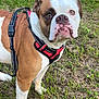 Ursula a rejoint le concours — aidez-le/la à gagner de superbes lots ! animal, background, brown, bulldog, canine, curious, dog, ears, eyes, face, grass, harness, leash, nature, outdoor, pet, portrait, snout, standing, white