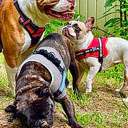Tayson a rejoint le concours — aidez-le/la à gagner de superbes lots ! animal, black_dog, brown_dog, canine, chewing, curious, dog, fence, grass, greenery, happy, harness, nature, outdoor, pet, playful, stick, summer, white_dog, yard