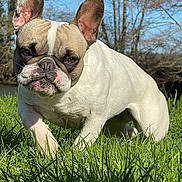 Nala a rejoint le concours — aidez-le/la à gagner de superbes lots ! animal, blue_sky, canine, closeup, daytime, dog, ears, expression, field, french_bulldog, fur, grass, muzzle, nature, outdoor, pet, snout, sunlight, trees, walking