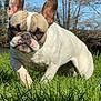 animal, blue_sky, canine, closeup, daytime, dog, ears, expression, field, french_bulldog, fur, grass, muzzle, nature, outdoor, pet, snout, sunlight, trees, walking