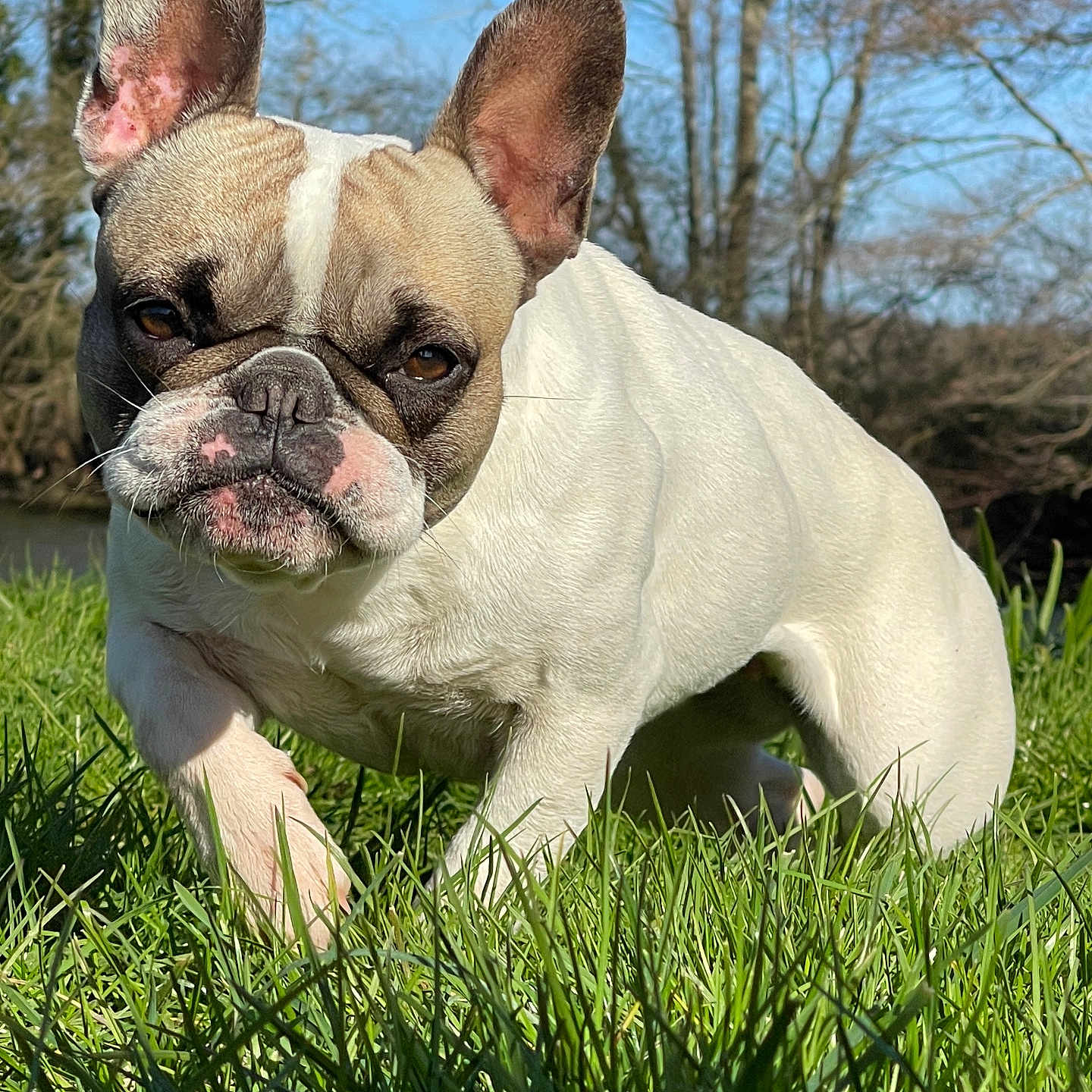 Nala