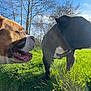 Nala a rejoint le concours — aidez-le/la à gagner de superbes lots ! animal, bare_tree, black_dog, brown_dog, canine, closeup, daytime, dog, field, grass, greenery, muzzle, nature, outdoor, pet, playful, sky, sniffing, sunlight, tree