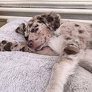 Alya a rejoint le concours — aidez-le/la à gagner de superbes lots ! animal, bed, blanket, canine, closeup, cozy, cute, dog, domestic_animal, fur, indoors, paw, pet, puppy, relaxing, resting, sleeping, soft, spotted, young