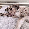 animal, bed, blanket, canine, closeup, cozy, cute, dog, domestic_animal, fur, indoors, paw, pet, puppy, relaxing, resting, sleeping, soft, spotted, young