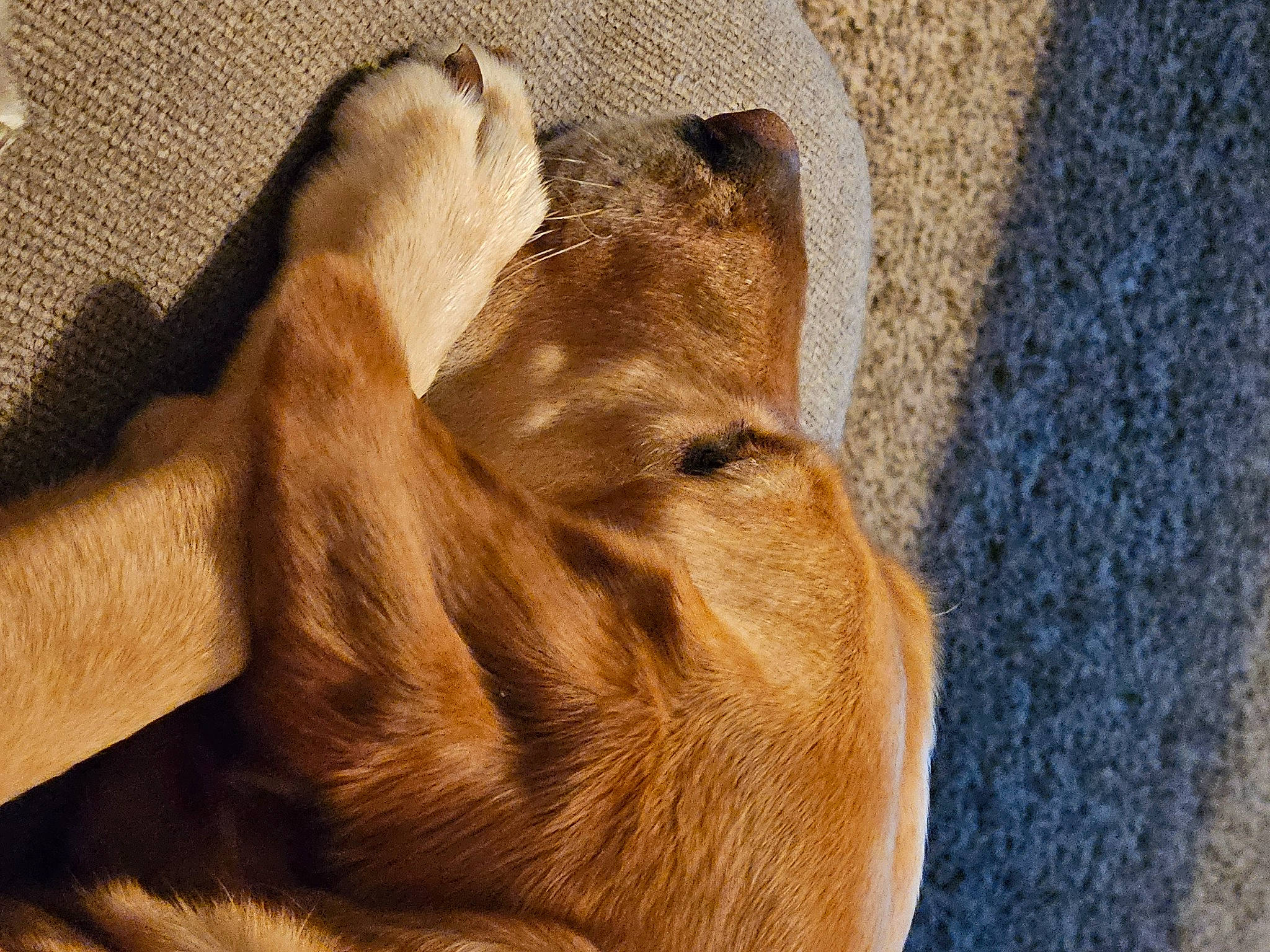 Stella joined the competition — help win amazing prizes! canidae, carnivore, comfort, companion_dog, dog, dog_breed, fawn, felidae, foot, human_leg, liver, small_to_medium_sized_cats, snout, sporting_group, tail, terrestrial_animal, whiskers, wood, working_animal, wrinkle