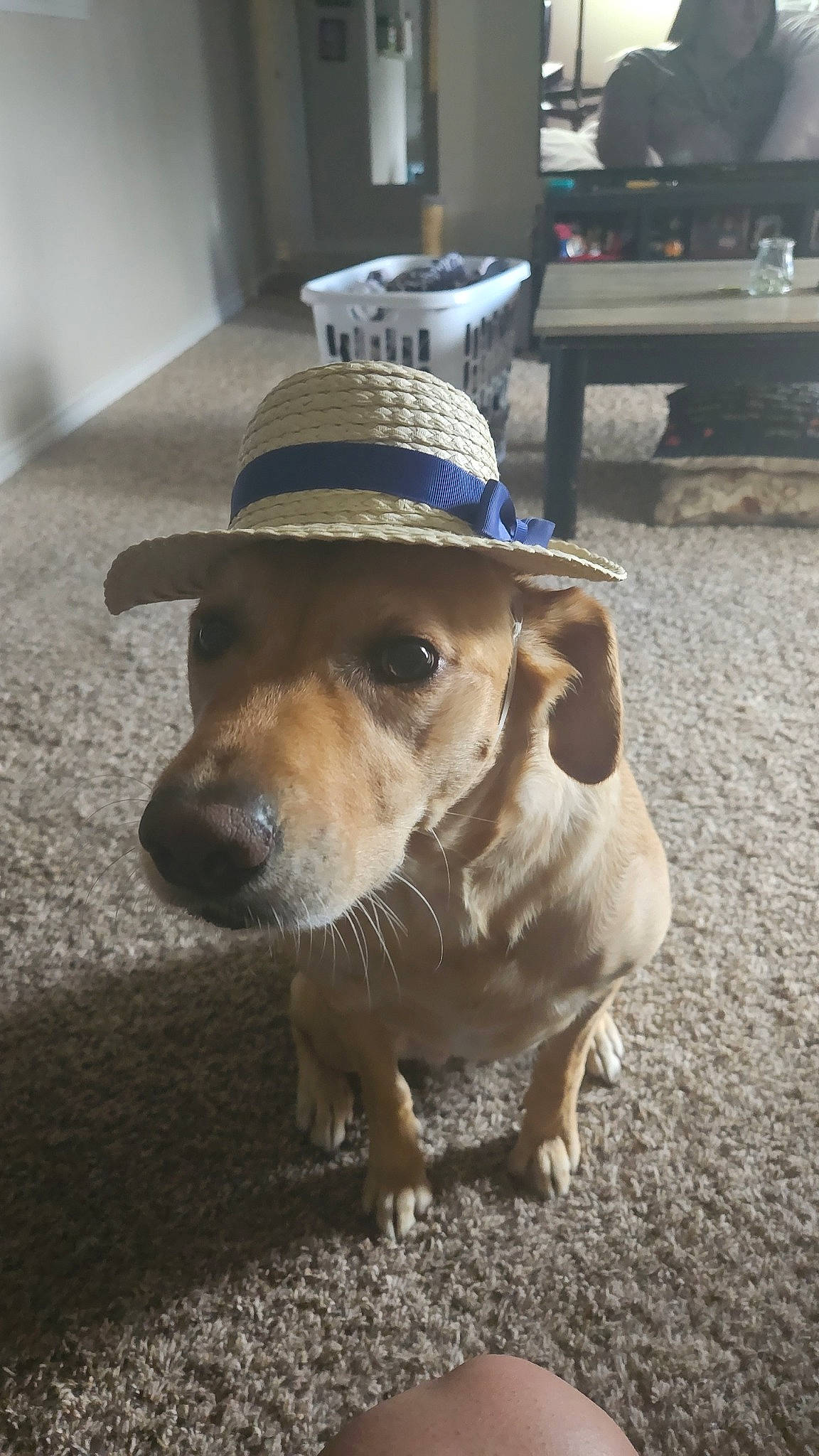 Stella is registered to the contest to win money with this photo: carnivore, collar, companion_dog, dog, dog_breed, dog_collar, fashion_accessory, fawn, floor, flooring, fur, hat, road_surface, snout, sporting_group, sun_hat, tail, whiskers, wood, working_animal