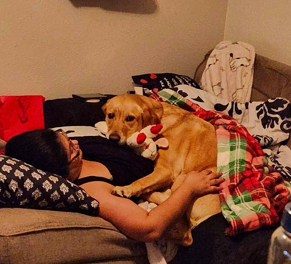 Stella is registered to the contest to win money with this photo: carnivore, comfort, companion_dog, couch, dog, dog_breed, dog_supply, fawn, flooring, fur, home, lap, linens, living_room, pillow, plaid, room, sporting_group, throw_pillow, working_animal