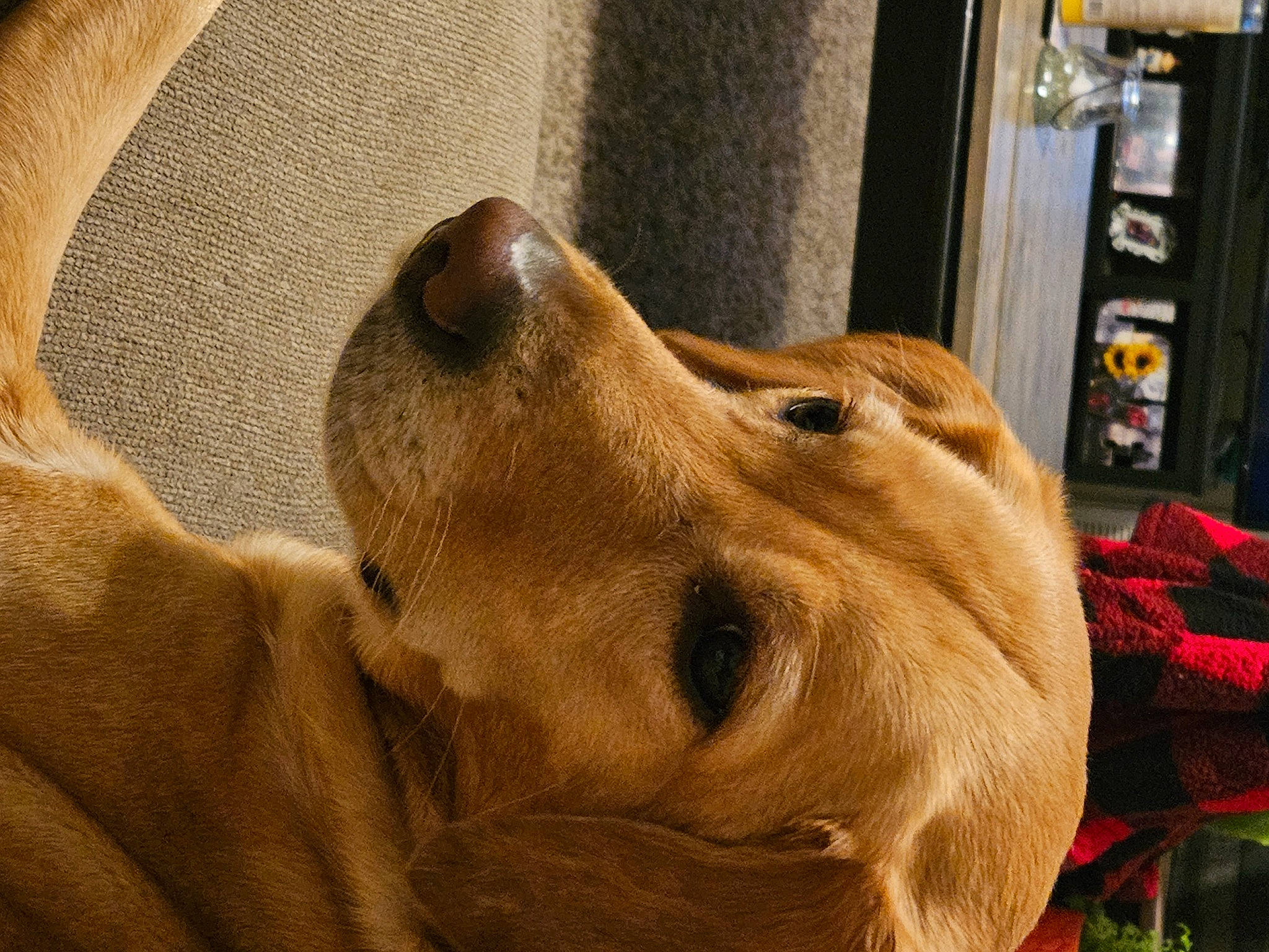 Stella joined the competition — help win amazing prizes! canidae, carnivore, companion_dog, dog, dog_breed, dog_collar, dog_supply, ear, fawn, fur, gun_dog, jaw, liver, pet_supply, retriever, sporting_group, terrestrial_animal, whiskers, wood, working_animal