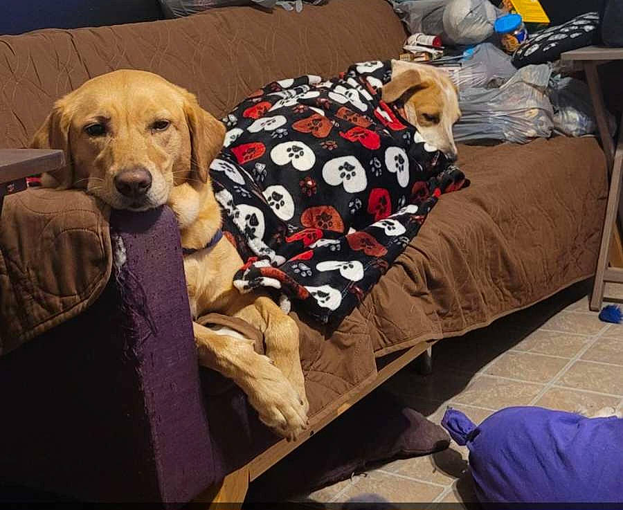 Stella joined the competition — help win amazing prizes! carnivore, collar, comfort, companion_dog, couch, dog, dog_breed, dog_collar, dog_supply, fawn, fur, linens, living_room, mammal, pet_supply, pillow, plant, sofa_bed, vertebrate, working_animal