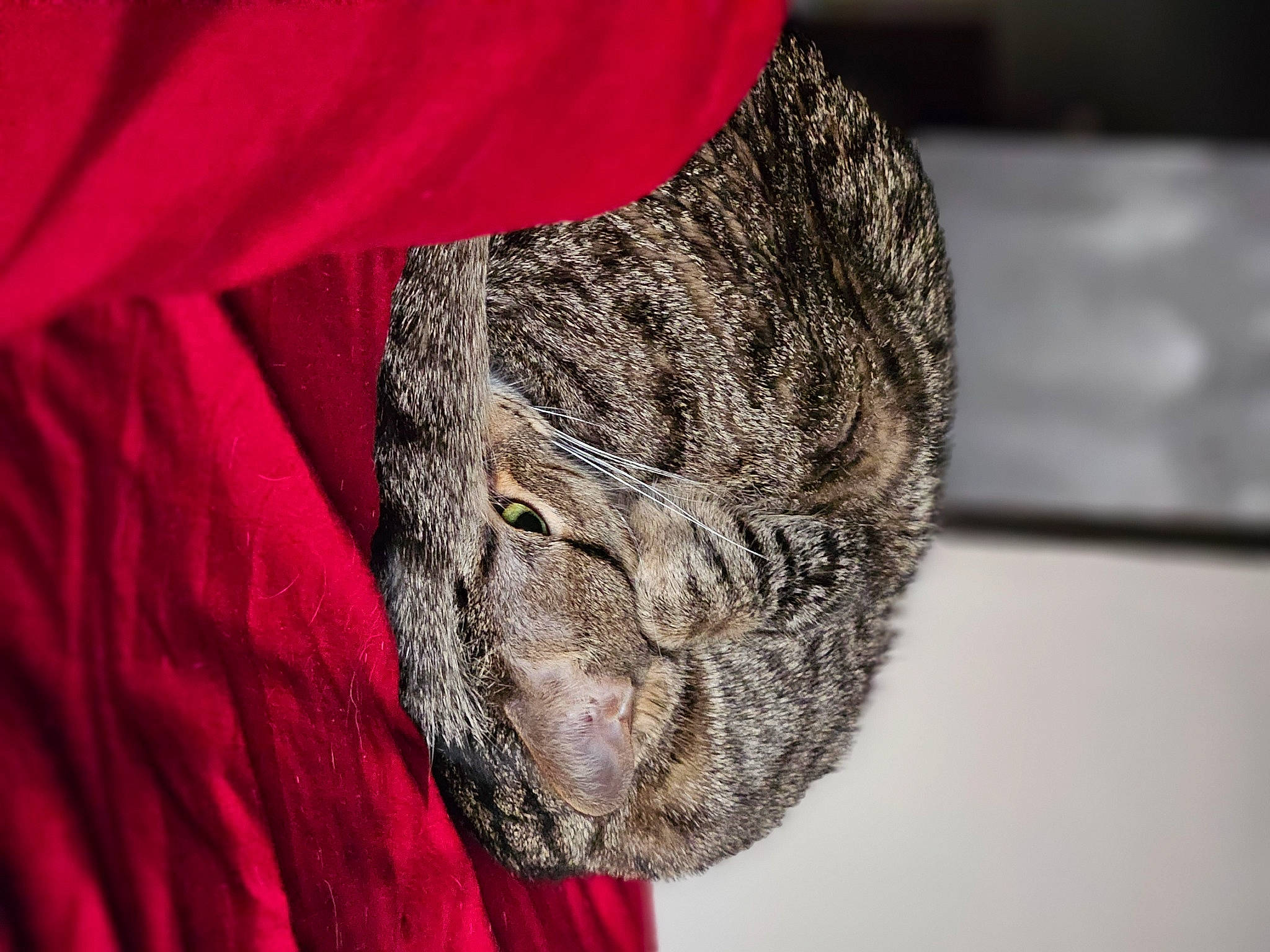 Jack Daniel is registered to the contest to win money with this photo: art, artifact, button, carmine, circle, denim, electric_blue, fur, magenta, pattern, pocket, sleeve, sportswear, symmetry, terrestrial_animal, visual_arts, wood, wrinkle