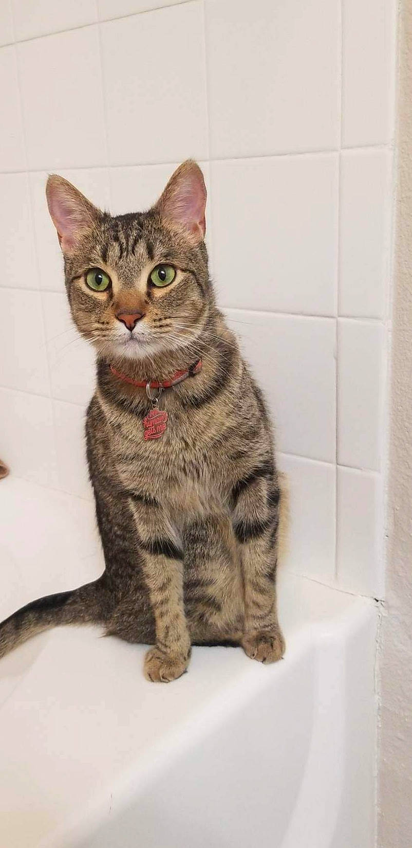 Jack Daniel is registered to the contest to win money with this photo: art, carnivore, cat, domestic_short_haired_cat, felidae, flooring, fur, paint, painting, paw, small_to_medium_sized_cats, snout, tail, terrestrial_animal, tile_flooring, whiskers