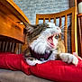 cat, yawning, indoor, chair, red_cushion, wooden_furniture, gray_brick_wall, pet, feline, whiskers, fur, paws, harness, relaxed, mouth_open, cozy, domestic_animal, resting, close_up, comfortable