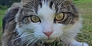Tilly joined the competition — help win amazing prizes! alert, animal, cat, close_up, crouching, curious, eyes, face, fur, grass, head, mammal, nature, outdoor, pet, tabby, whiskers, white, wildlife, yellow_eyes